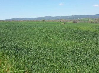 ÇANAKKALE GELİBOLU EVREŞE SATILIK YATIRIMLIK 6300 M2 UYGUN ARAZİ