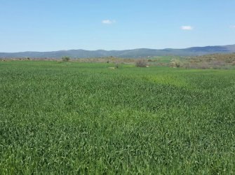 ÇANAKKALE GELİBOLU EVREŞE SATILIK YATIRIMLIK 6300 M2 UYGUN ARAZİ